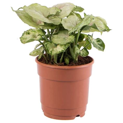 Buy Syngonium Plants Online in Delhi at Best Price
