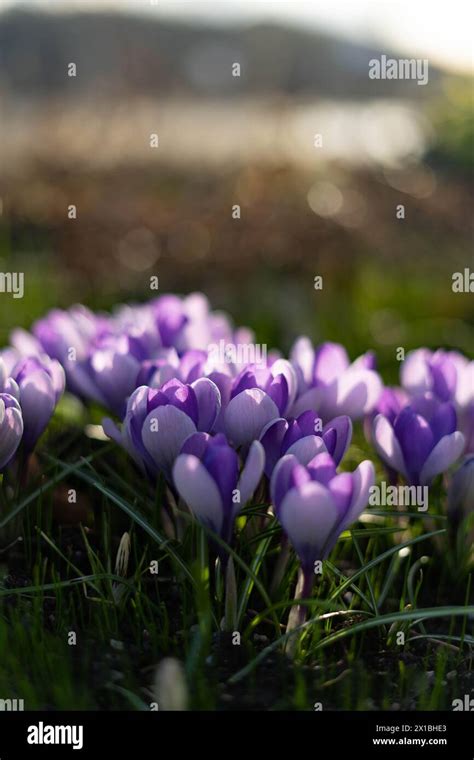 Image result for Swedish Spring