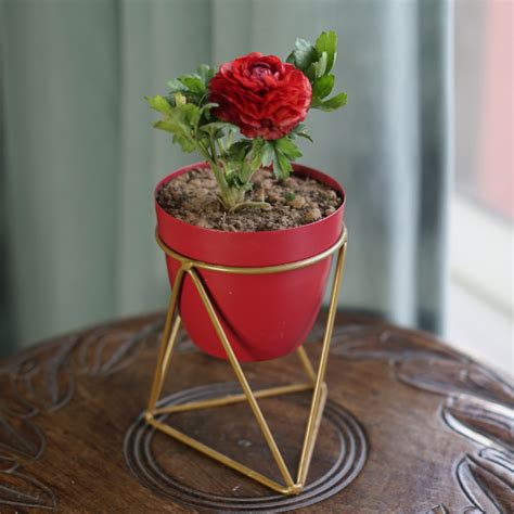 Crimson Goldvine Desk Planter: Bold Elegance | AllThatGrows
