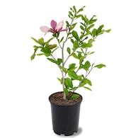 Fruit Trees at Lowes.com