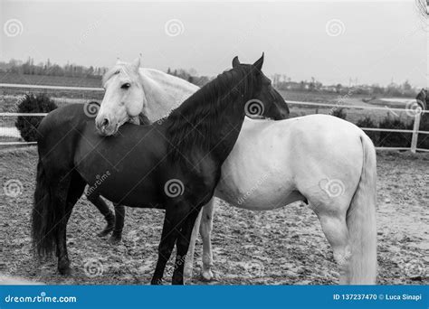 Two Horses, One White and One Black, Playing, Eating and Having Fun ...