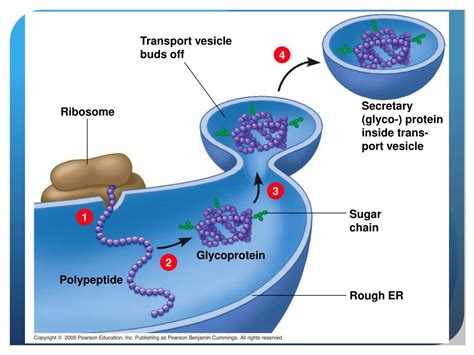 Image result for Cell Introduction