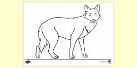 Jackal Walking Colouring Sheet | Colouring Sheets - Twinkl