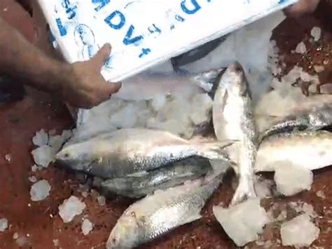 padma hilsa floods kolkata markets before puja truckloads enter ...