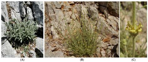 Ecological Preferences and Diversity of Essential Oil Composition in ...