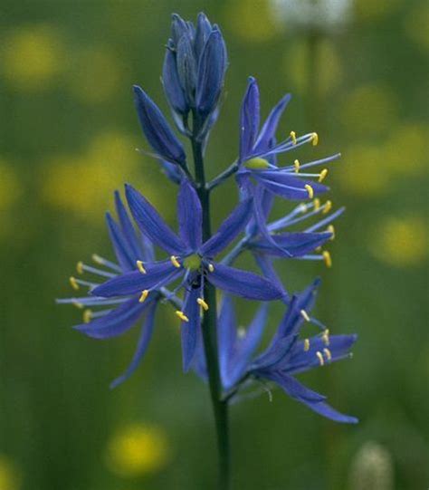 Native American Plant Knowledge Ethnobotany Uses