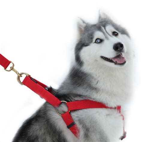 Strong Leathers for Strong Dogs – Vama Leathers
