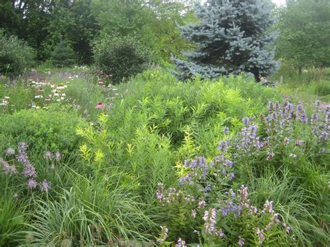 Native Plant Landscape Design 的图像结果