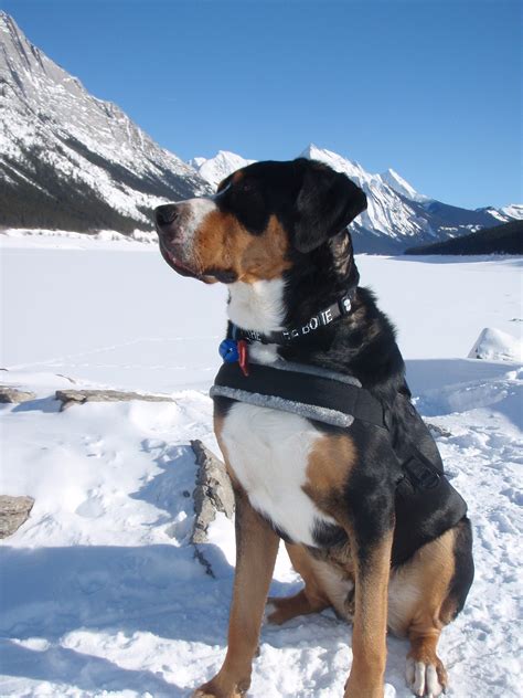 Lab Bernese Mountain Dog Mix at Jonathan Rose blog