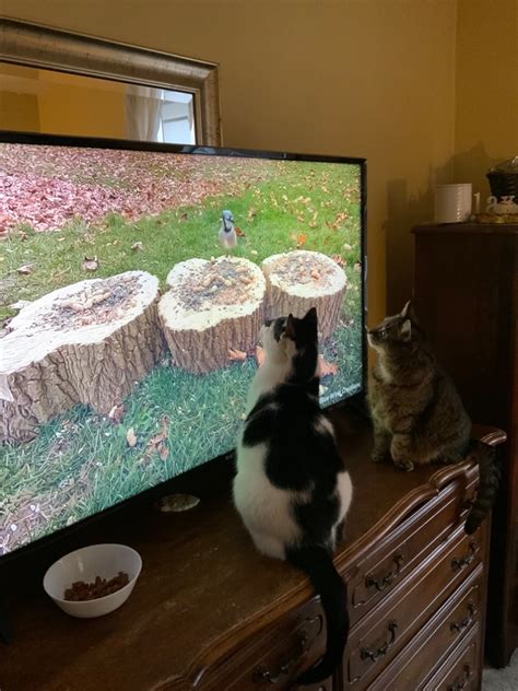 Hi Fishes, Is Mphasis good to join over HCL or Acuver ? Please suggest ...