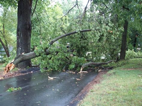 Funnel Vision Tree Fall 的图像结果