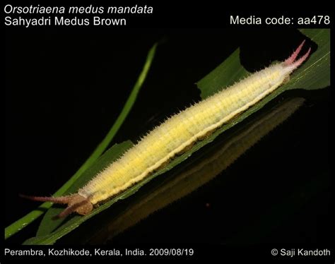 Orsotriaena medus | Butterfly