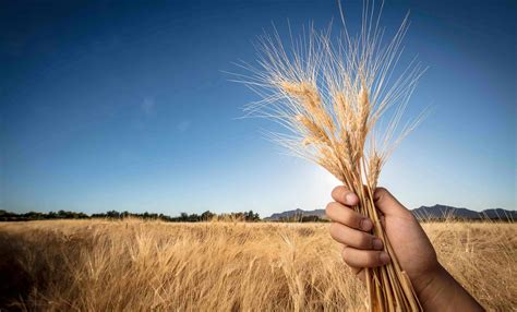 Why Were They Called The Breadbasket Colonies