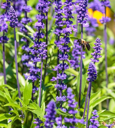 10 Purple Flowering Plants to Grow in Your Garden - Birds and Blooms