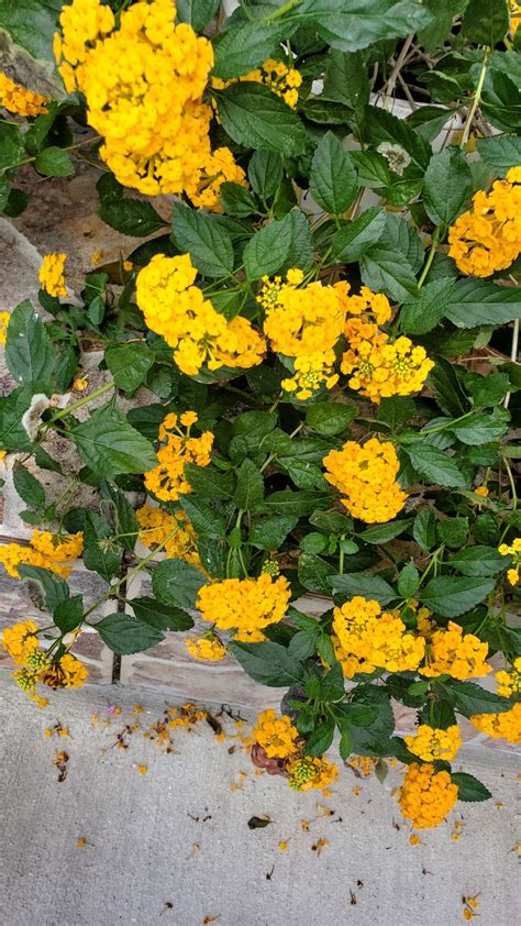 Yellow Lantana Varieties