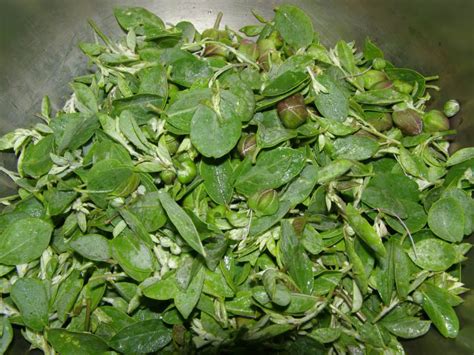 justcooking.in - Food Dictionary - Greens - Caper Leaves
