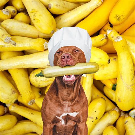 Are Yellow Squash Plants Poisonous To Dogs at Nathan Brodzky blog