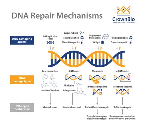 Repairing DNA 的图像结果
