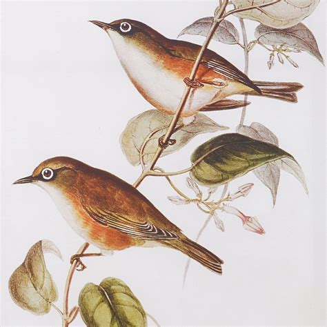 Buy Corsica Brezza Set of 2 Canvas Bird with Arch Picture Frames ...