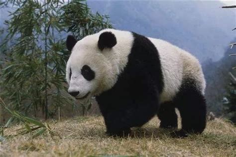 全球10大最受欢迎的动物，第一名大熊猫_巴拉排行榜