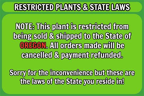 Live WHITE PAMPAS Grass Plant / CORTADERIA Selloana pint Pot 9 ...