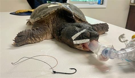 Snapping Turtle Bite 的图像结果