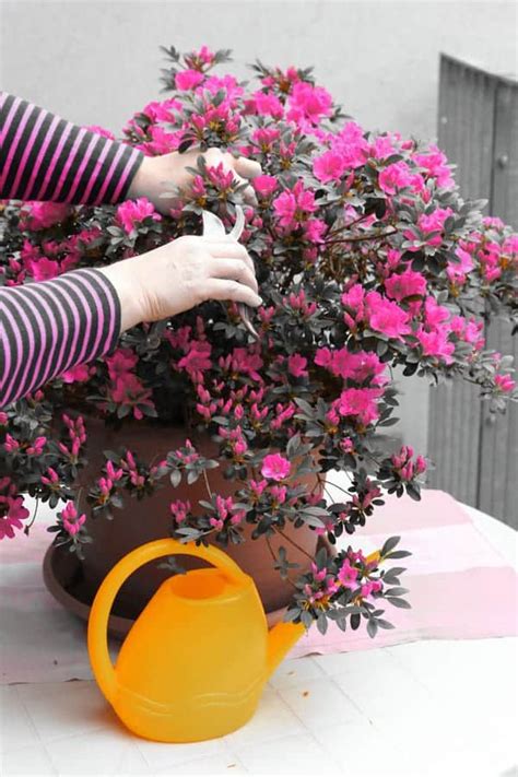 Image result for Azalea Pruning