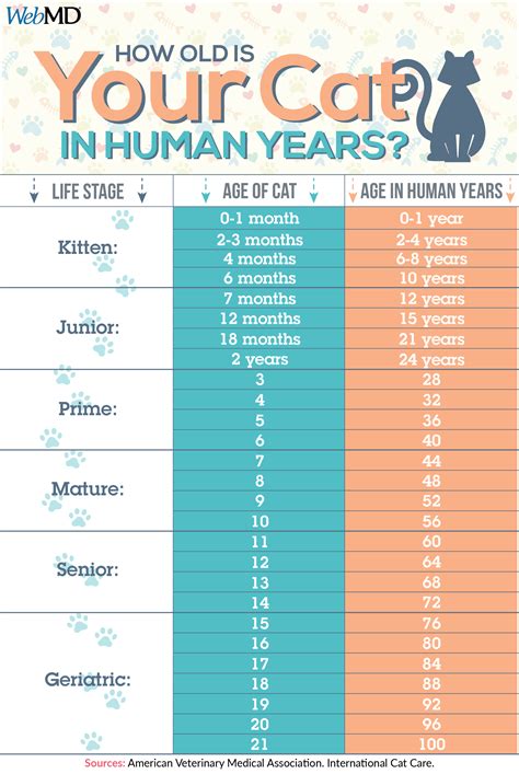 Cat years chart – Artofit