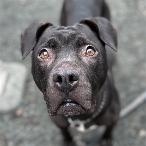 Adopt a Pet | Alameda County Sheriff's Office, CA