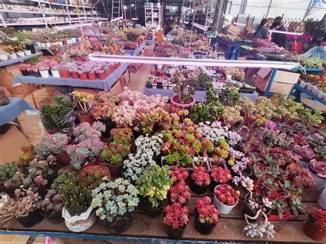 宜昌花卉市场在哪里