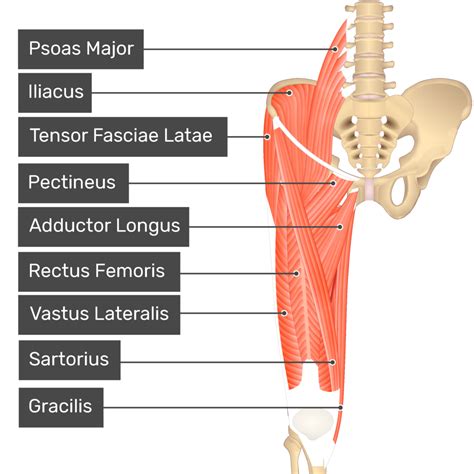 Adductor Magnus Muscle | GetBodySmart - adductor tubercle of femur