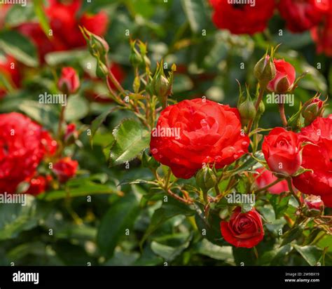 Close up rose bush blooming hi-res stock photography and images - Alamy