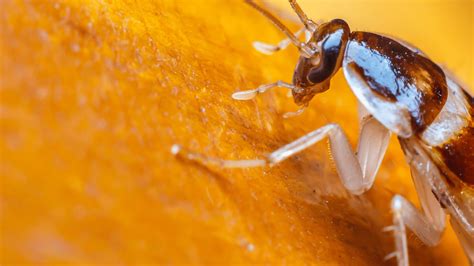 Pest Care Services | Chennai | Cockroach Control | Mosquito Control ...