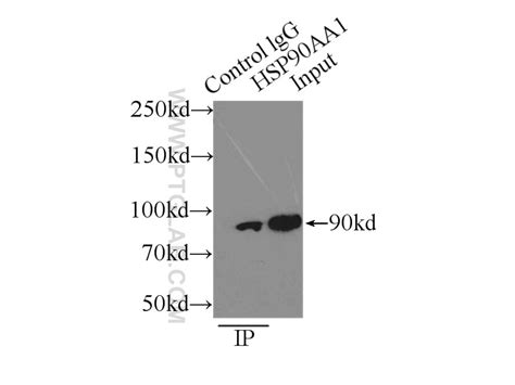 HSP90 antibody (13171-1-AP) | Proteintech