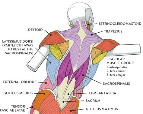 Scapular Muscle 的图像结果