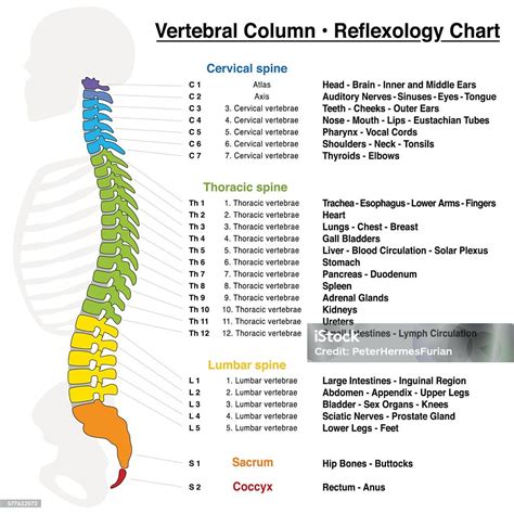 Lumbar Vertebrae Numbers - illustration of spine with numbered vertebrae