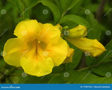 Yellow Color Trumpet Vine Flower Stock Photo - Image of closeup, decor ...