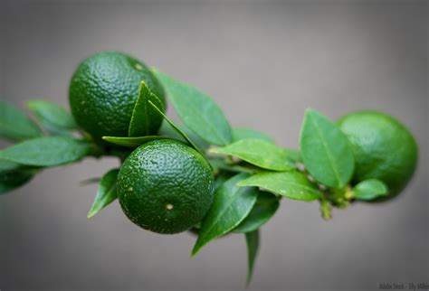 Chinotto - eine kleine Frucht mit großem Geschmack | Zerres Gourmet