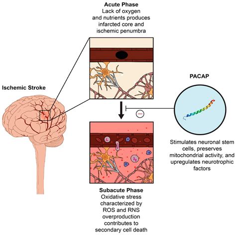 Pituitary Adenylate Cyclase-Activating Polypeptide: A Potent ...