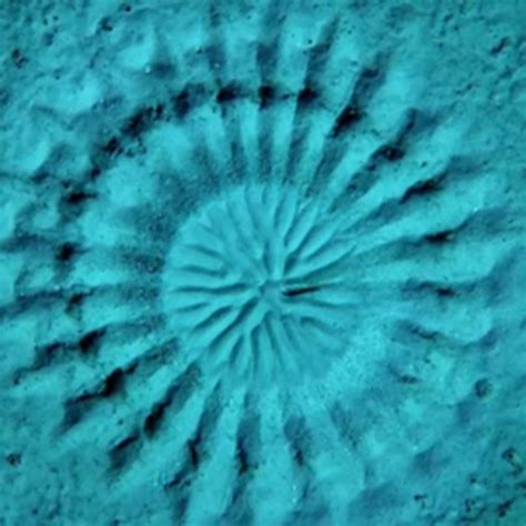 视频 的 国外 科普 视频 精选 这个 栏目 中 找到 第 20 期 海底 麦 圈 就 可以 观看 了