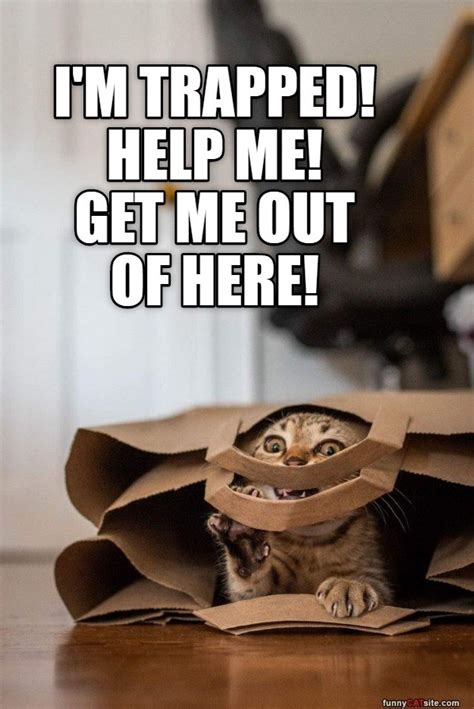 Image result for Help Me Cat