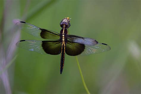 Dragonflies are nature's drones, attacking dangerous mosquitoes