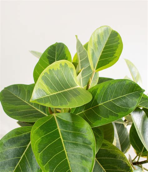 How to Care for Ficus Altissima | easyplant