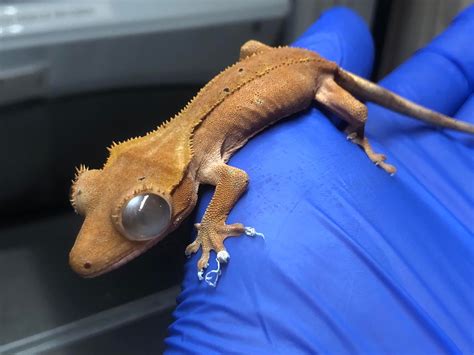 Blue Crested Gecko