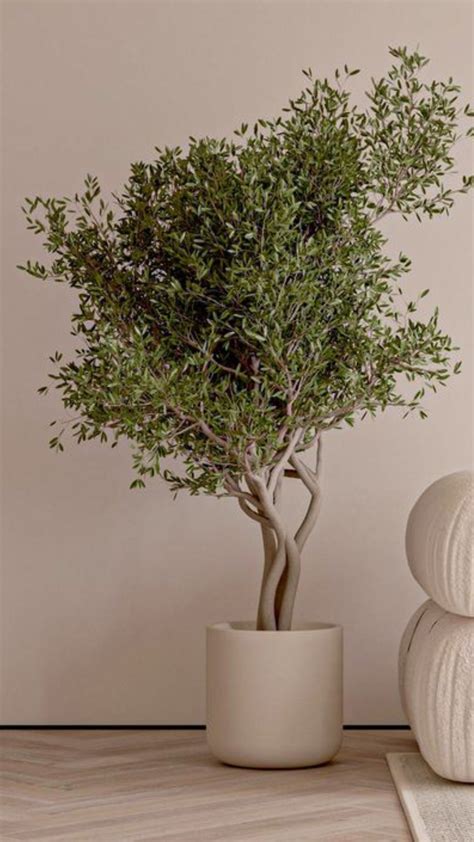 Indoor Plants: Improve Air Quality