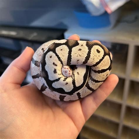 Ball Python Hatchling Care 的图像结果