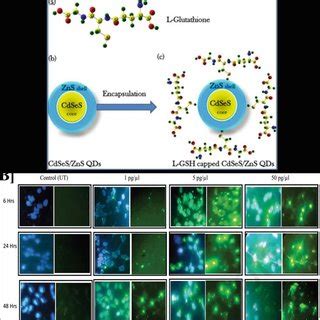 Springer Nature Book Example 的图像结果