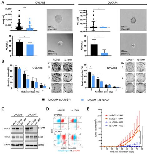 Phosphoproteomics Reveals L1CAM-Associated Signaling Networks in High ...