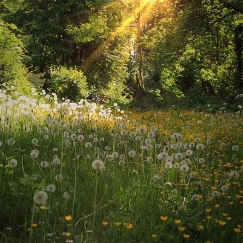 Pinterest | Nature aesthetic, Beautiful nature, Nature