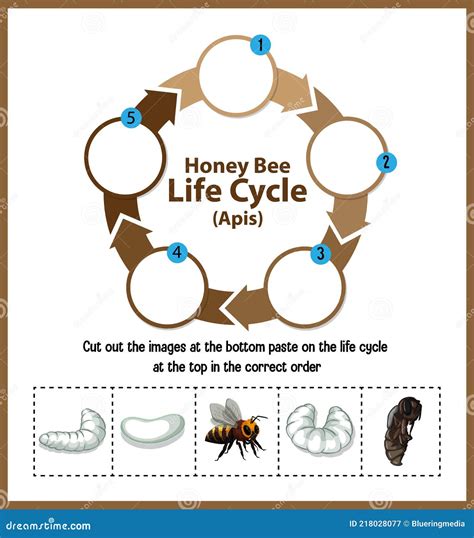 Bee Life Span